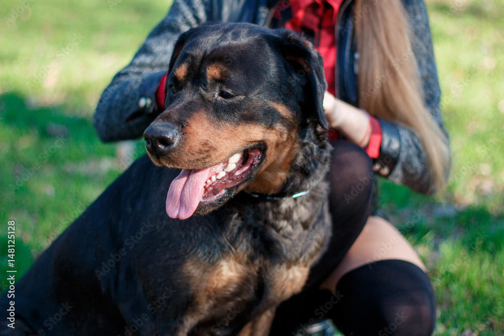 A dog, a Rottweiler breed, sits on the green grass with his mistress, looks away, dumped the tongue A dog, a Rottweiler breed, sits on the green grass with his mistress, looks away, dumped the tongue