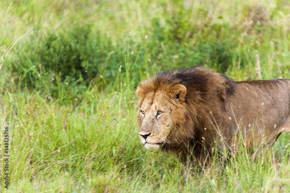 Fototapeta premium Hunting Lion Tanzania Africa