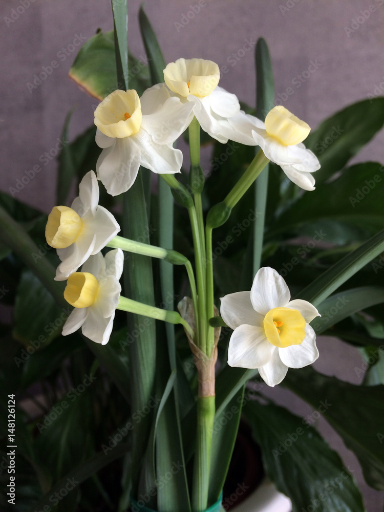 Narcissus pseudonarcissu, narcissus, daffodil, flower, white, spring, hause plant, bloomherb, blom,