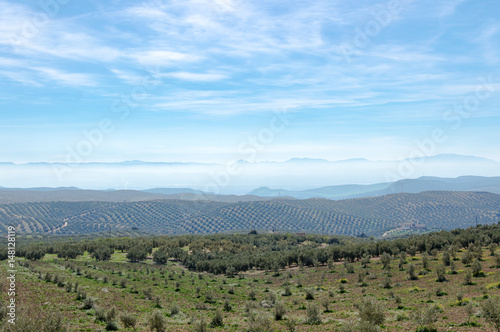 Idyllic view of olive tree plantation during springtime  in front of Sierra Nevada  Andalusia  Spain