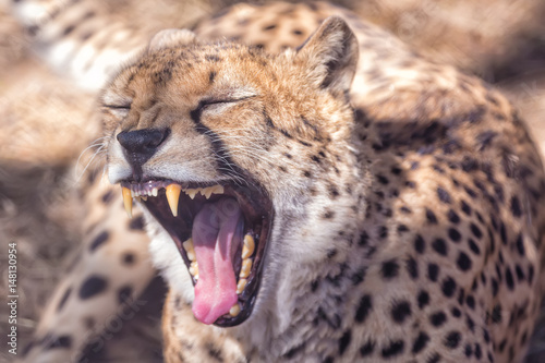 Foto Close up portrait of snow leopard ounce yawning Panthera uncia