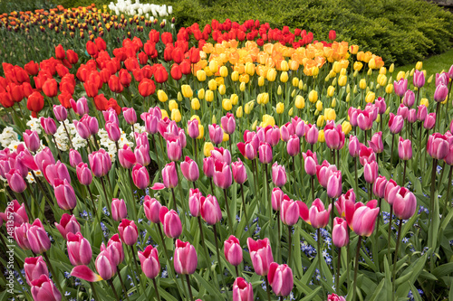 Wallpaper Mural colorful tulips flowers blooming in a garden Torontodigital.ca