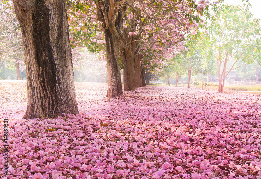Fototapeta premium Opadający płatek nad romantycznym tunelem różowych drzew kwiatowych / romantyczne drzewo kwiatowe na tle przyrody w sezonie wiosennym / kwiaty w tle