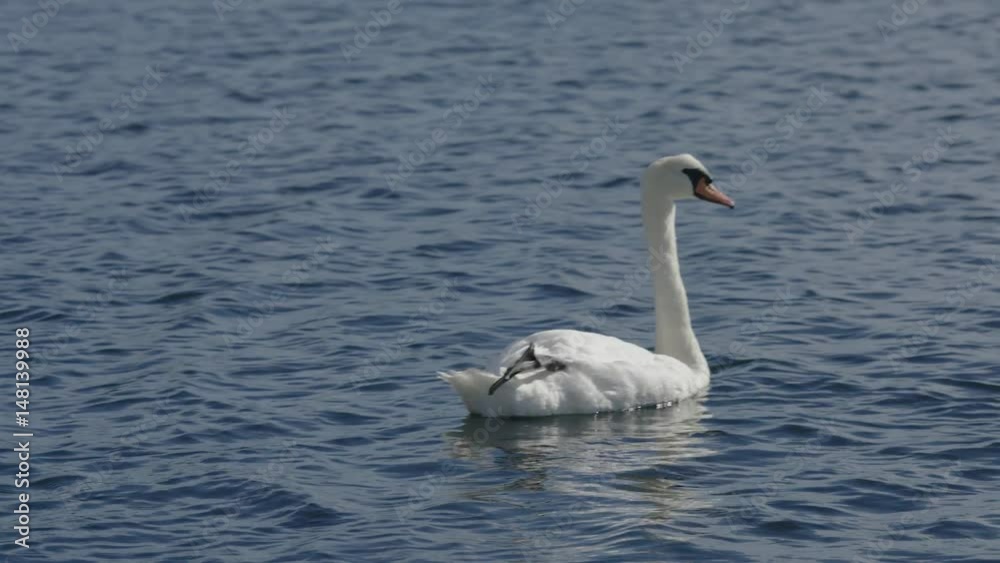 Swans On Sea. Close Up Of Swans Swans On Sea. Close Up Of Swans