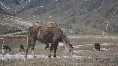 Wild horses on the mountain. Herd of wild horses in beautiful mountain landscape. Mountains landscape with herd of horses. Pasture: livestock grazing in highlands. Wild horses graze in the mountains photo