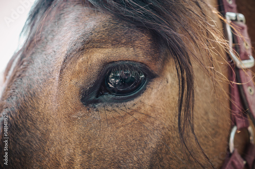 Beautiful sad horse eyes