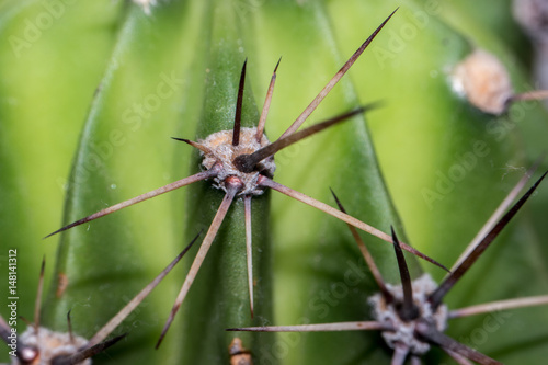 Kaktus Dornen