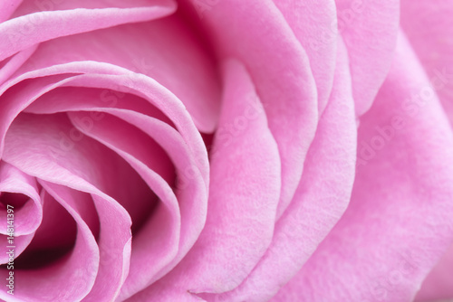 Extreme close up of pink rose highlighting curves in an abstract view.