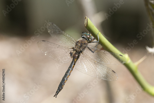 Dragonfly on rose bush