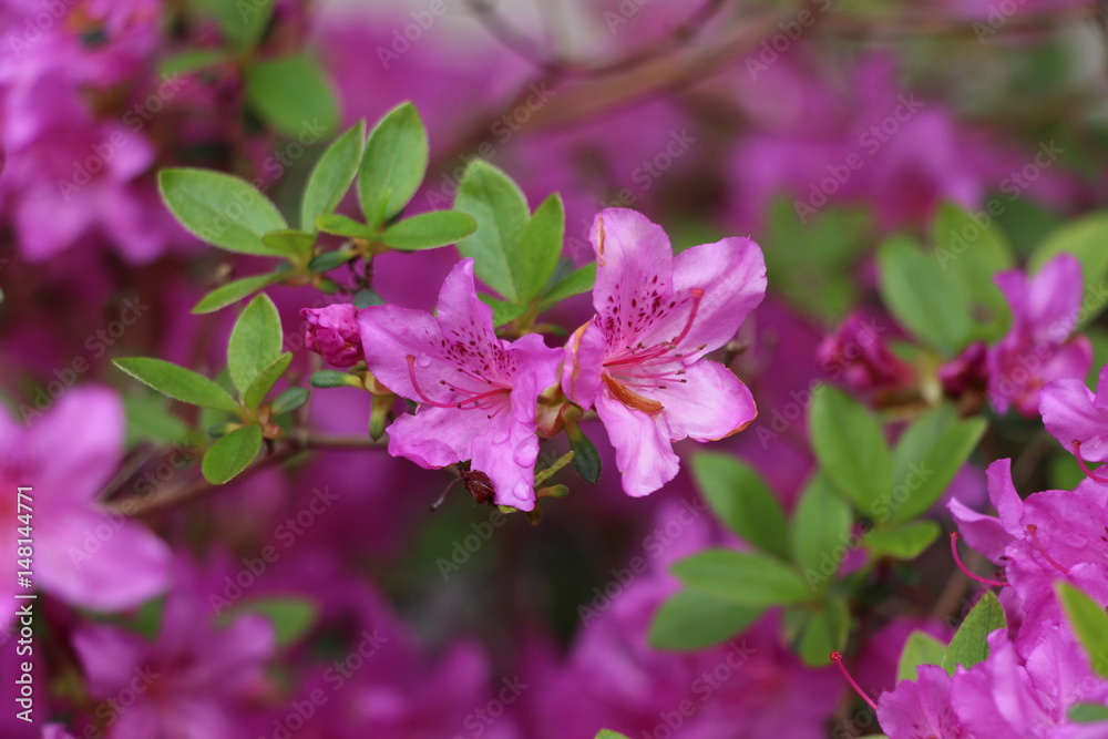 Azalea 3 Azalea 3