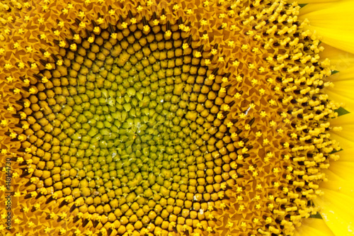 Bright yellow sunflowers sun flower close up in field garden