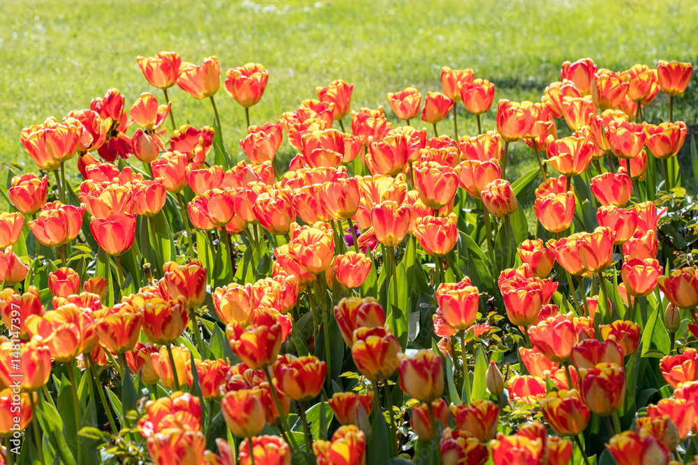 springtime with tulips in sunshine