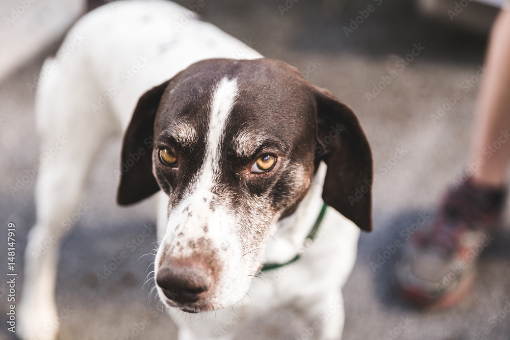 Serious German Shorthaired Pointer