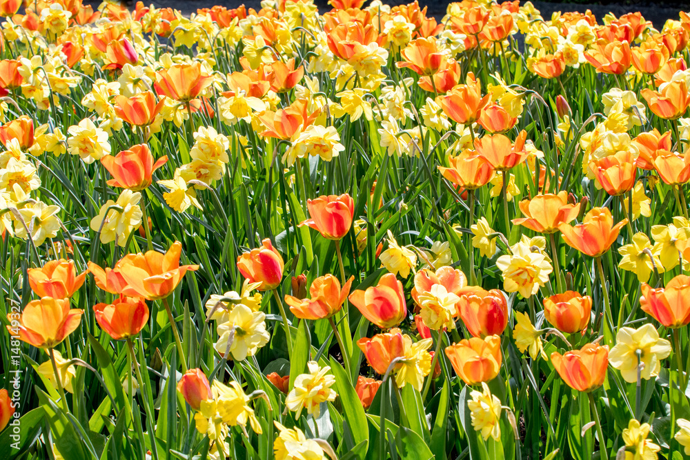 springtime with tulips in sunshine springtime with tulips in sunshine