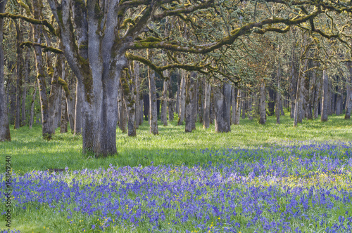 Forest of old oak trees with meadow of  blooming blue camas wildflowers