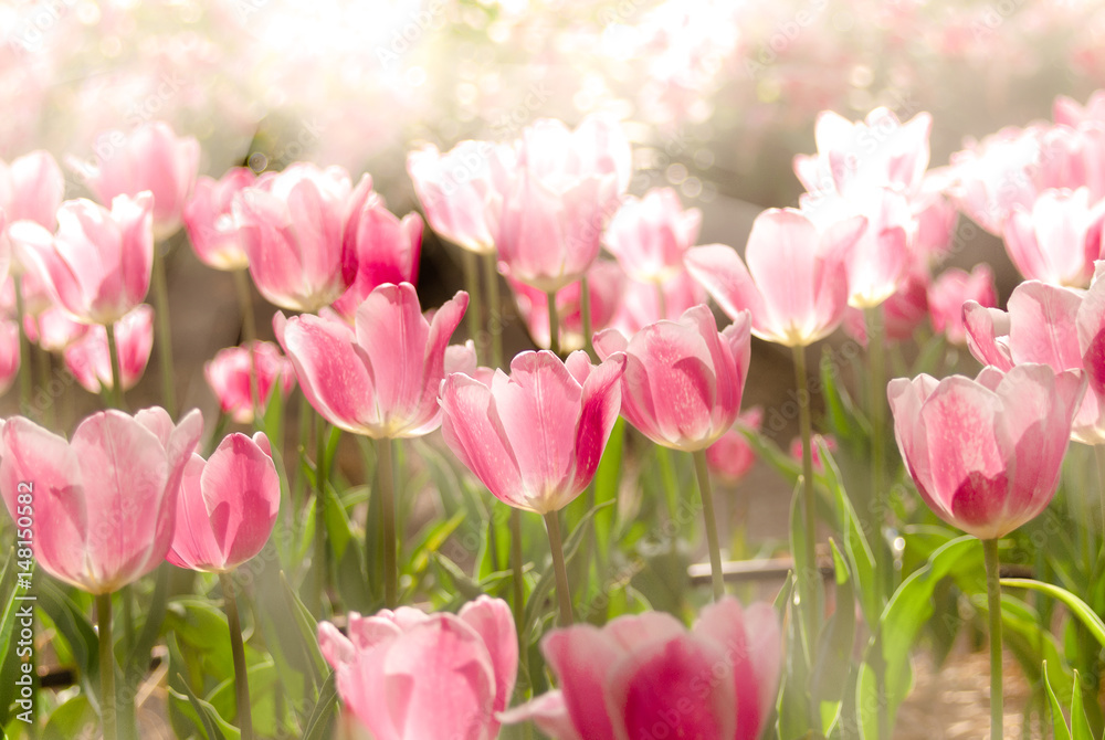 Fototapeta premium Tulips background shooting with high key photography style