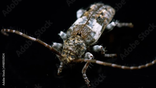 hylotrupes bajulus house longhorn beetle close-up photo