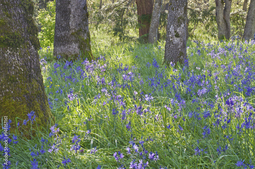 Blue Camas wildflowers/ Blooming camas flowers in the meadow among the oak trees in soft sunlight