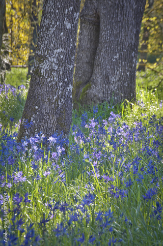 Closeup of Blue Camas wildflowers blooming under the oak trees in soft sunlight photo