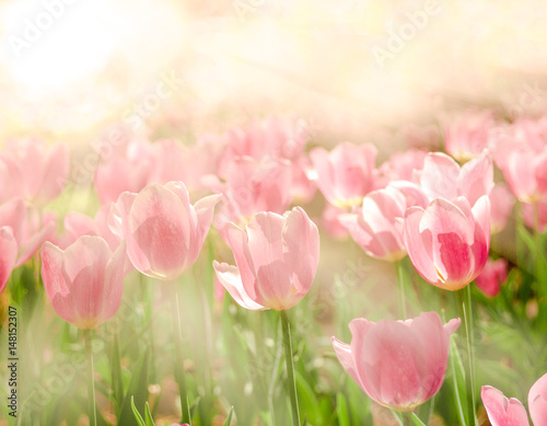 Fototapeta Naklejka Na Ścianę i Meble -  	Gorgeous Pink Tulips Flower background under the beautiful morning light in Spring season.