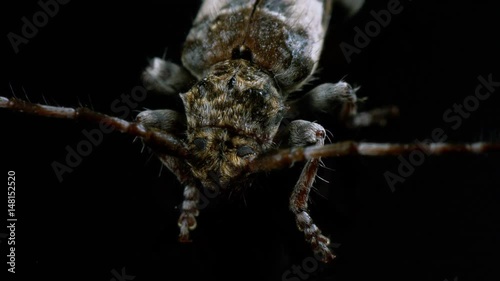 hylotrupes bajulus house longhorn beetle close-up