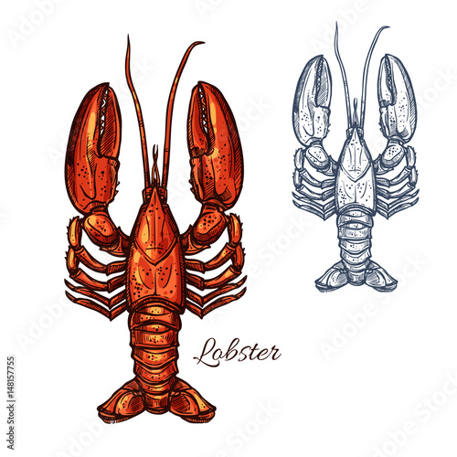 Lobster seafood animal or crayfish sketch