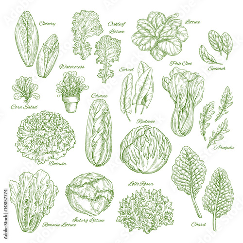 Salad leaf and vegetable greens sketch set design photo