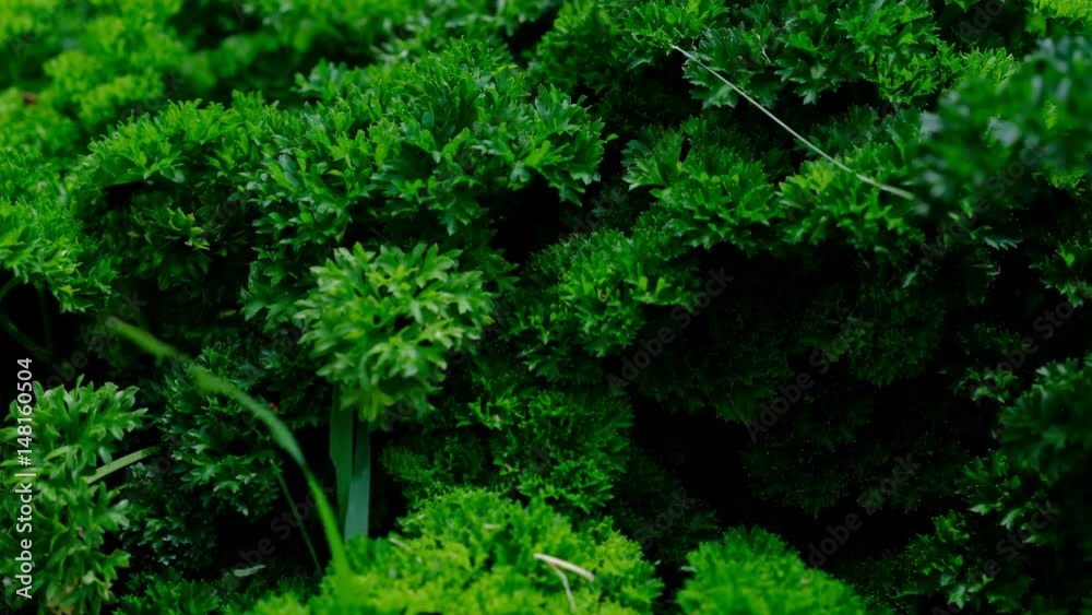 parsley parsley
