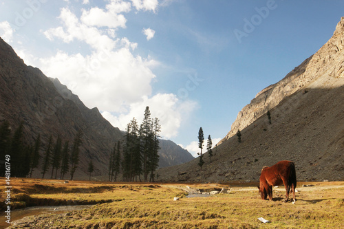 Horse eating grass in a beautiful valley