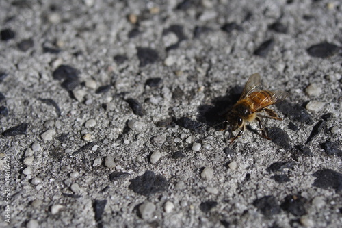 Honey Bee on concrete