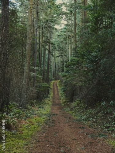 A walk in the woods