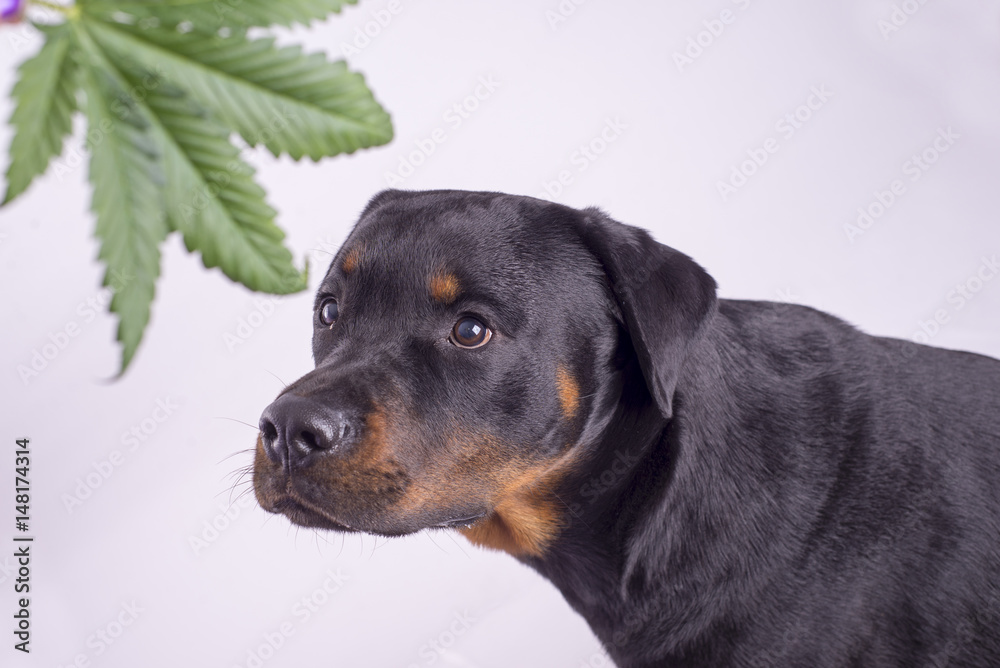 Fototapeta premium Detail of cannabis leaf and rottweiler dog isolated over white