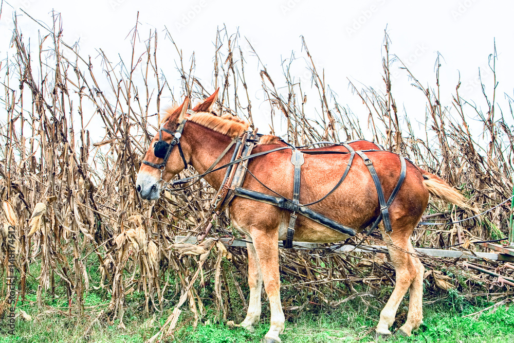 Plow Horse in Field Plow Horse in Field