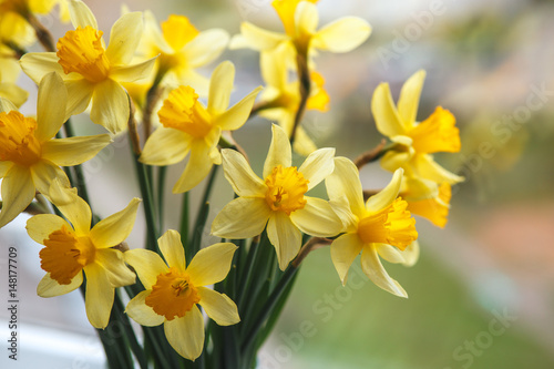 Fototapeta Naklejka Na Ścianę i Meble -  Spring easter background with daffodils in the bucket on the window .Yellow narcissus or daffodil flowers