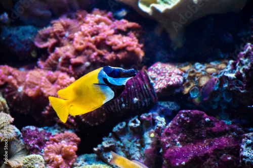 Fototapeta Naklejka Na Ścianę i Meble -  Corals and fish
