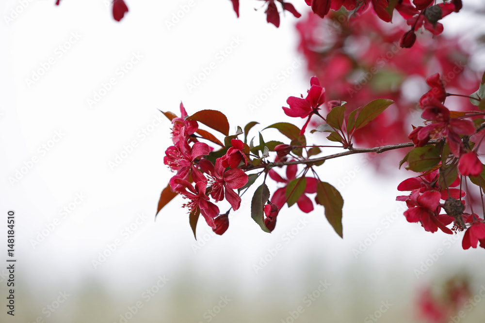 Chinese flowering crab-apple blooming