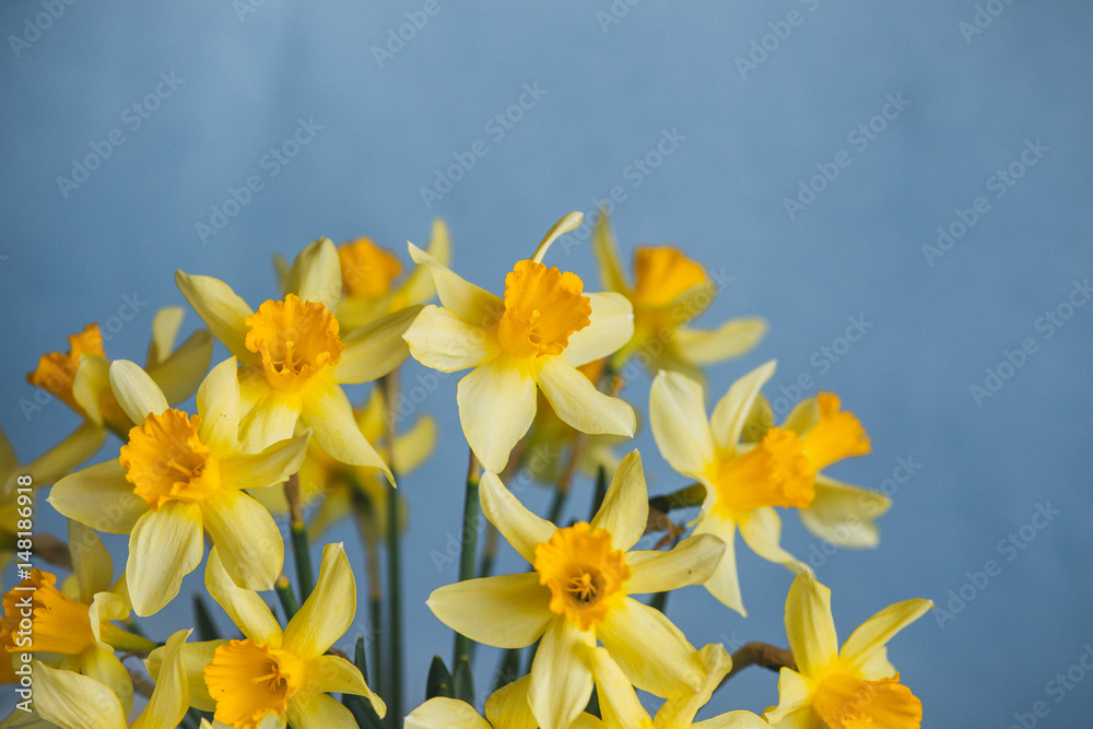 Obraz premium Yellow narcissus or daffodil flowers on blue background. Selective focus. Place for text.