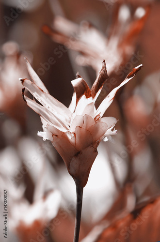 Canvas Print Reddish Tinge