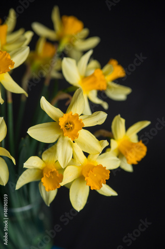 Fototapeta Naklejka Na Ścianę i Meble -  Yellow narcissus or daffodil flowers on black background. Selective focus. Place for text.