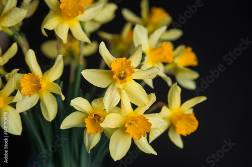 Fototapeta Naklejka Na Ścianę i Meble -  Yellow narcissus or daffodil flowers on black background. Selective focus. Place for text.
