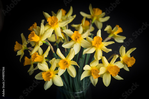 Fototapeta Naklejka Na Ścianę i Meble -  Yellow narcissus or daffodil flowers on black background. Selective focus. Place for text.