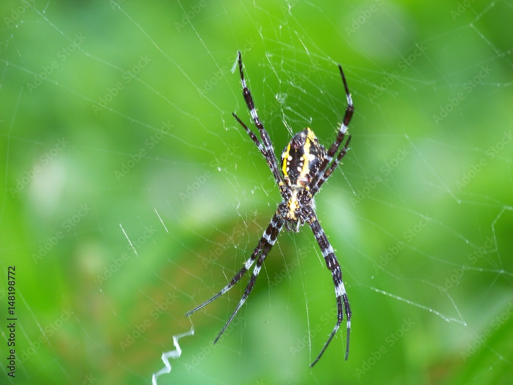 Zig-Zag Spider in the Web Zig-Zag Spider in the Web