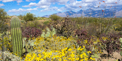 Panorama of Saguaro National Park in full spring bloom: Flowering Brittlebrush and Ocotillos with Prickly Pear and Cholla, a young Giant Saguaro, and other Sonoran Desert plants photo
