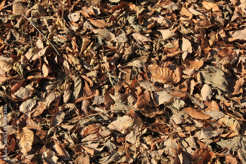 落葉の絨毯(栃木県)