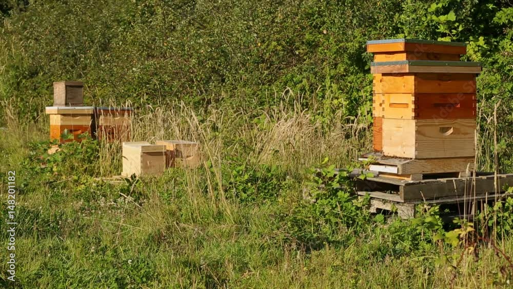 Beehives Next to an Orchard. Bees coming and going from beehives next to an orchard
Beehives Next to an Orchard. Bees coming and going from beehives next to an orchard