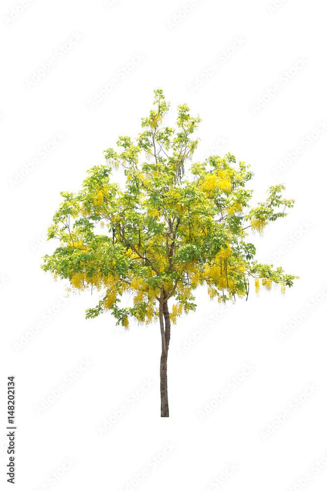 Trees isolated on white background Trees isolated on white background