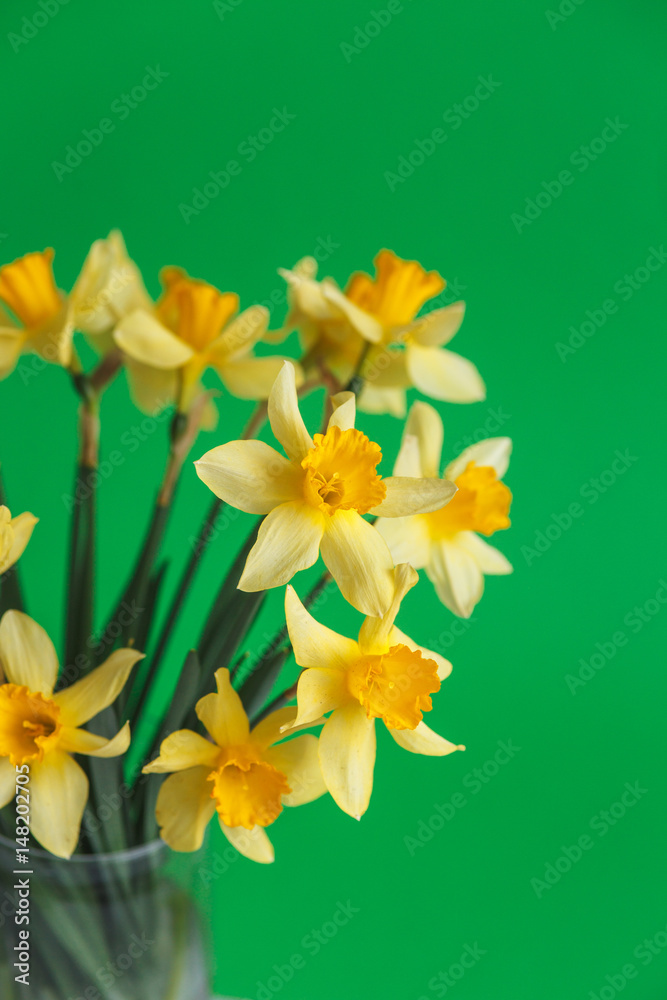 Obraz premium Yellow narcissus or daffodil flowers on green background. Selective focus. Place for text.