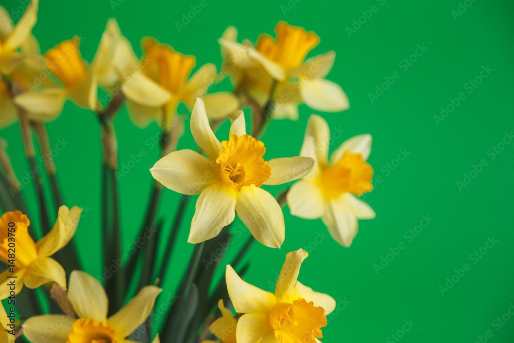 Naklejka premium Yellow narcissus or daffodil flowers on green background. Selective focus. Place for text.