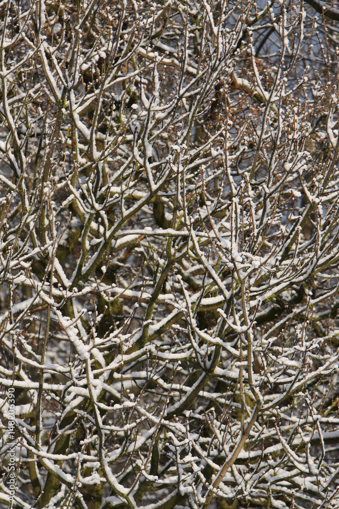 Snow covered branches Snow covered branches