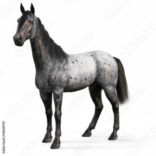 Blue Roan horse on a white background. 3d rendering